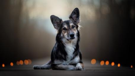 Gentle Canine in Serene Twilight Glow wallpaper