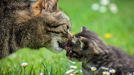 Tender Moment Between Cat and Kitten wallpaper