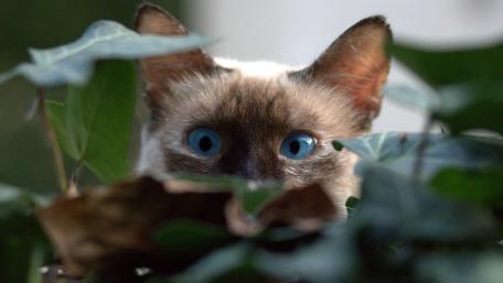 Peeking Cat Behind Leaves with Blue Eyes wallpaper