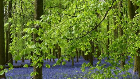 Blue Hues Beneath Woodland Greens wallpaper