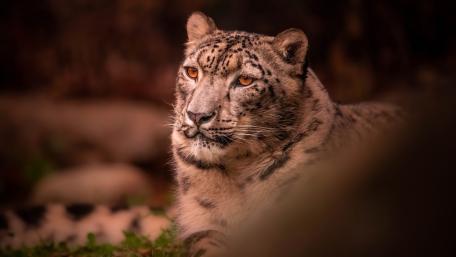 Snow Leopard in Tranquil Wilderness wallpaper