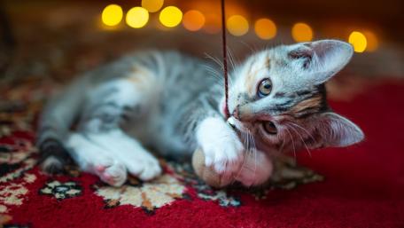 Playful Kitten on a Colorful Carpet wallpaper