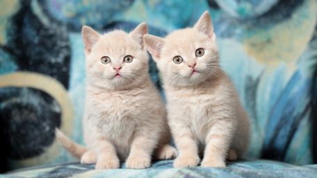 Adorable Kitten Duo on a Vibrant Backdrop wallpaper