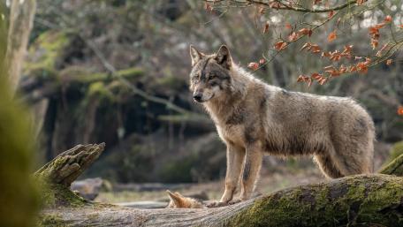 Wolf's Majestic Vigil in the Wild wallpaper