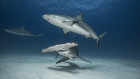 Sharks of the Deep Blue Ocean wallpaper