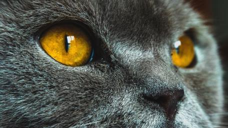 Golden Eyes of a Mysterious Feline wallpaper
