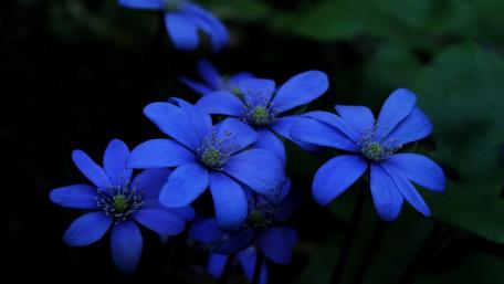 Vibrant Blue Blossoms in Serenity wallpaper