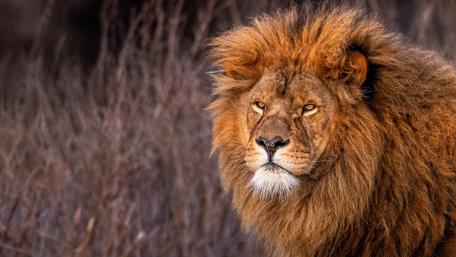 Majestic Lion in the Wild wallpaper