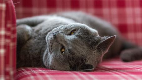 British Shorthair Serenity in 4K wallpaper