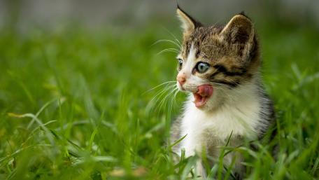 Playful Kitten Amidst Sunny Greenery wallpaper