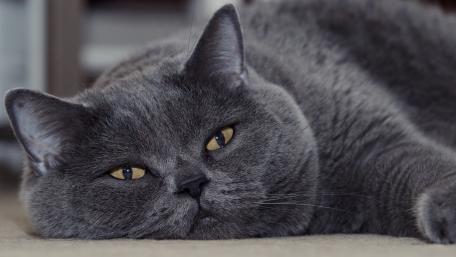 Elegant British Shorthair in Relaxed Repose wallpaper
