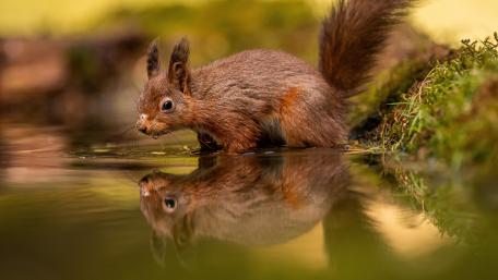 Red Squirrel Reflection by the Water's Edge wallpaper