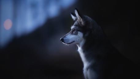 Mystical Alaskan Klee Kai Under the Moonlight wallpaper
