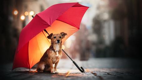 Red Umbrella Shelter for a Loyal Companion wallpaper