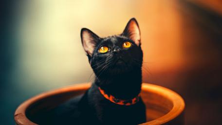 Black Beauty in Focus: Bombay Cat Elegance wallpaper