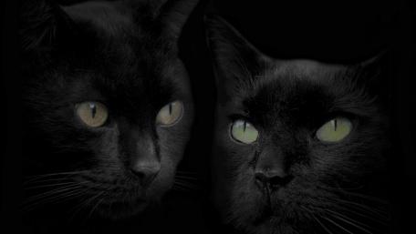 Black cats as brothers wallpaper
