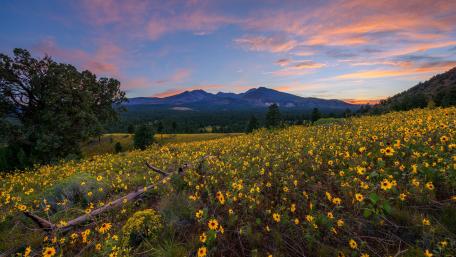 Sunlit Meadows of Flagstaff's Wildflowers at Dusk wallpaper