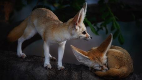 Fennec Fox Duo in Peaceful Rest wallpaper