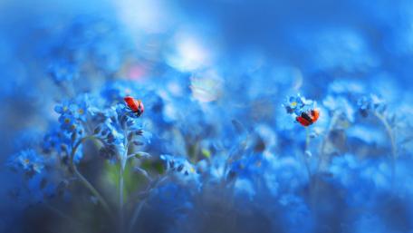 Blue Haven with Ladybugs wallpaper