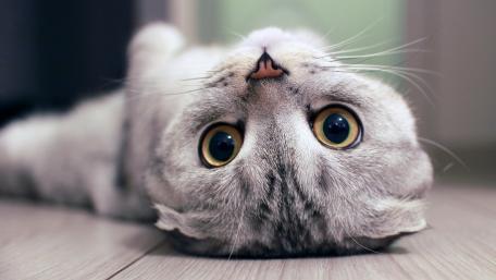 Upside Down Cat with Playful Eyes wallpaper
