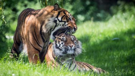 Tiger Companions in Verdant Harmony wallpaper