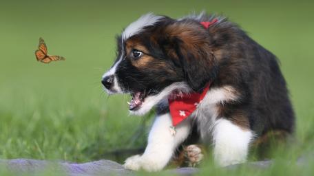 Puppy Curiosity Captures Butterfly Moment wallpaper
