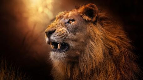 Majestic Roar of the Wilderness wallpaper
