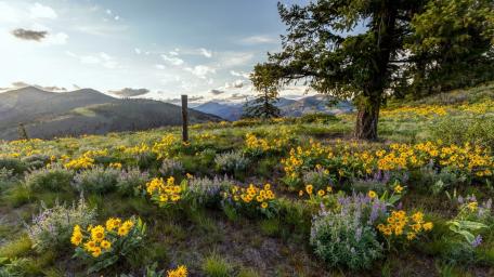 Golden Wildflowers Under a Mountain Sky wallpaper