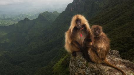 Majestic Primate Duo in Verdant Wilderness wallpaper