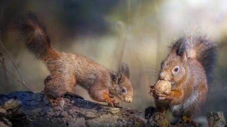 Squirrel Companions in the Forest wallpaper
