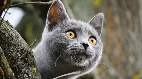 British Shorthair in Enchanting Nature Setting wallpaper