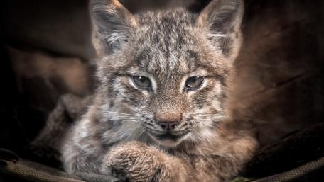 Baby Lynx in a Playful Pose wallpaper