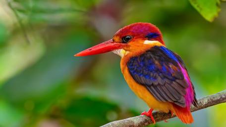 Kingfisher Perched in Vibrant Nature Scene wallpaper
