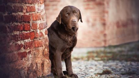 Serene Brown Labrador by the Wall wallpaper