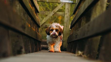 Playful Puppy Adventure on Wooden Pathway wallpaper