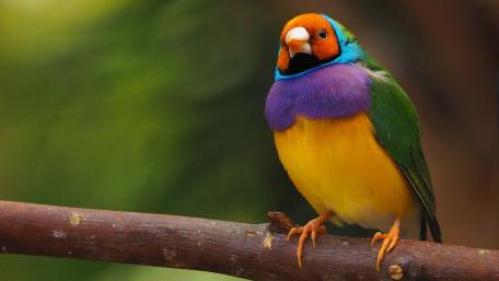 Vibrant Beauty of the Gouldian Finch wallpaper
