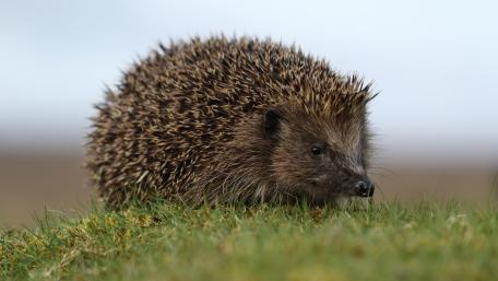 Hedgehog in Natural Habitat wallpaper