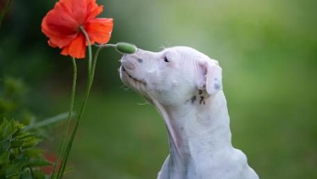 White Dog Encounters Vibrant Poppy in Bloom wallpaper