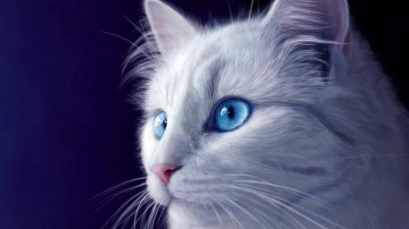 White Cat with Striking Blue Eyes wallpaper