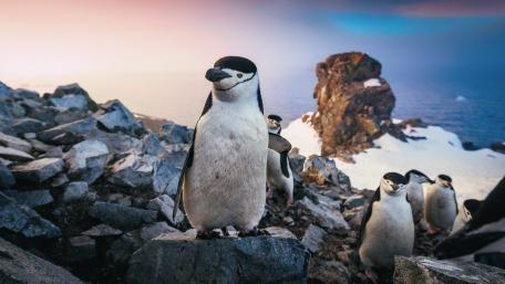 Penguins Explore Majestic Rocky Shores wallpaper