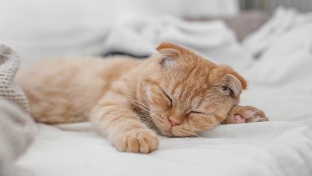 Serene Nap of a Ginger Cat wallpaper