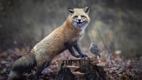 Playful Fox and Owl in Enchanted Forest wallpaper