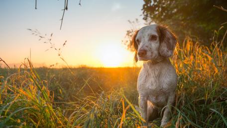 Golden Hour with a Clumber Spaniel wallpaper