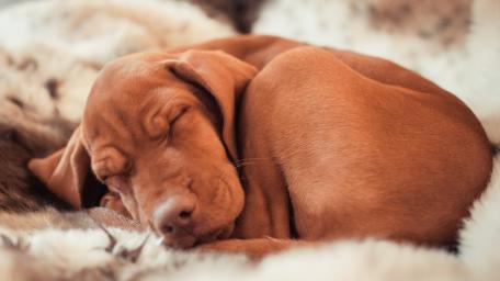 Sleeping Vizsla Puppy Serenity wallpaper