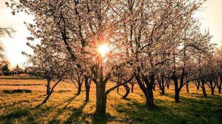 Springtime Sunlight Through Blossom Trees wallpaper