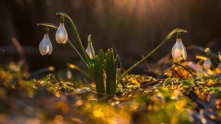 Snowdrops at Dawn Magic of Springtime wallpaper