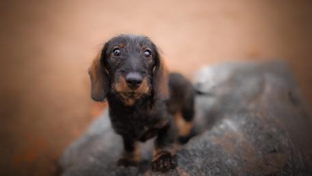 Adorable Wire-Haired Dachshund Puppy Stares Lovingly wallpaper