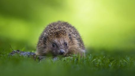 Hedgehog in Lush Green Oasis wallpaper