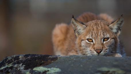 Majestic Bobcat Resting in Nature's Embrace wallpaper