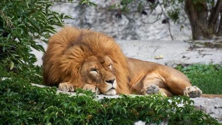 Serene Lion Resting in Nature wallpaper